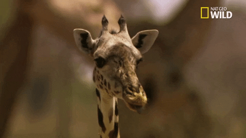Giraffe Licking Tongue Out GIF