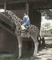 Giraffe Riding Fail GIF