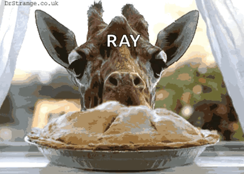 Giraffe's Head in Pie Ray