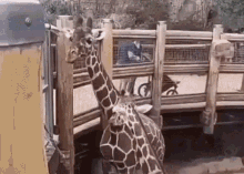 Giraffe Snobby Face GIF
