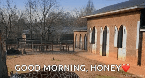 Giraffe Standing In Front Of Brick Building GIF