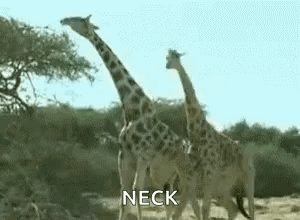 Giraffes Eating Leaves From Tree