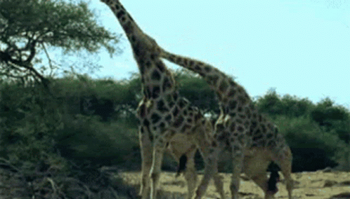 Giraffes Standing In Wild GIF
