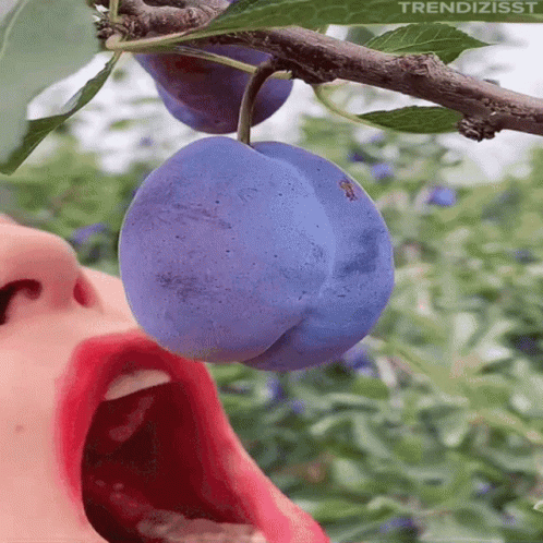 Girl Eating Big Grape Fruit GIF