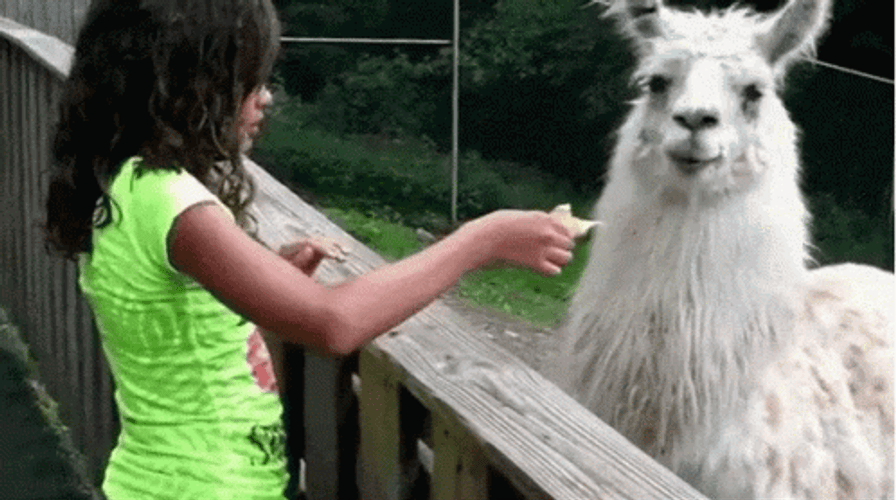 Girl Feeding Llama GIF