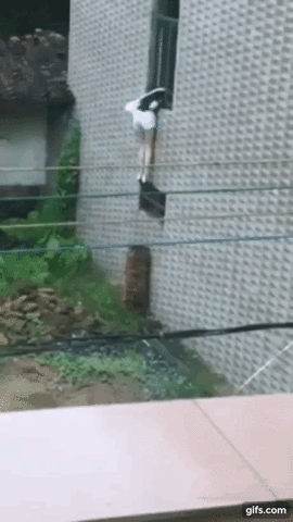 Girl Jumping Out Window And Falling GIF