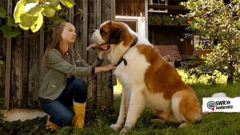 Girl Rubs Exhausted Big Dog GIF