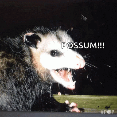 Girl Scared Of Possum GIF