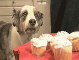 Girl Serving Cupcakes Dog Vietnam Flashback GIF