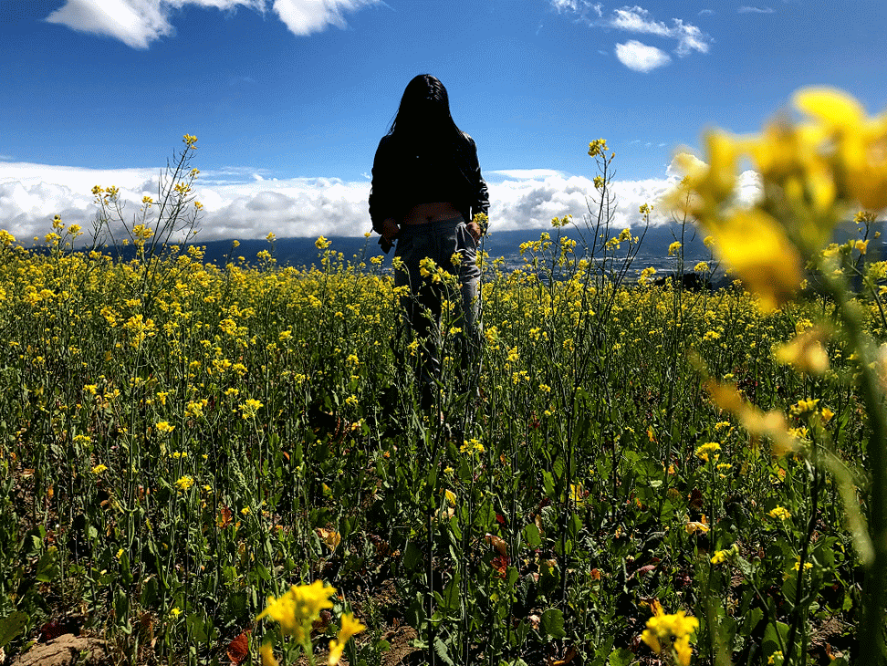 Girl Walking In The Yellow Flower Field GIF