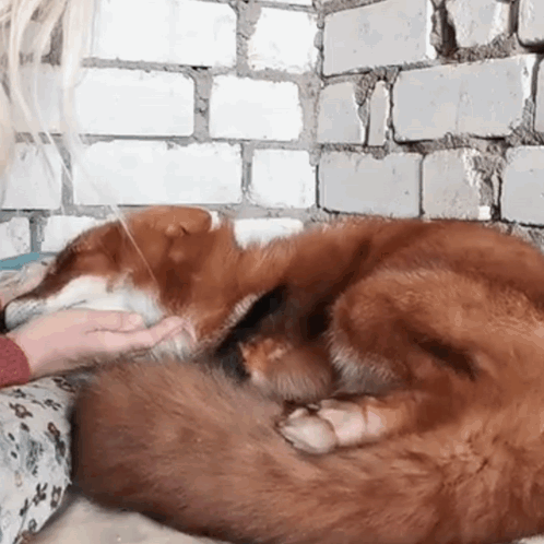 Girl with Pink Hair Smiling with Dog