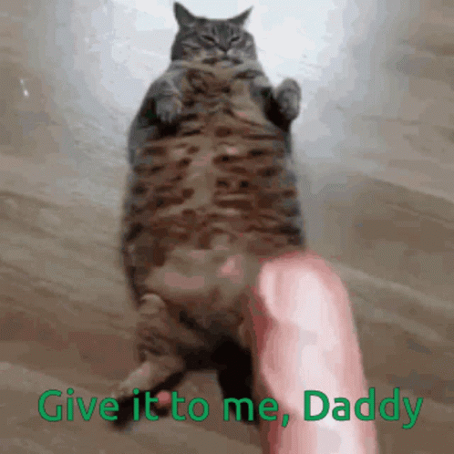 Give It To Me French Cat GIF