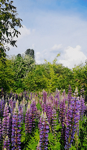 Giving Flowers Violet Color GIF