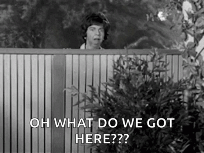 Gladys Kravitz GIF