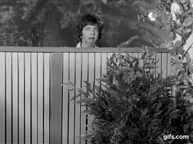Gladys Kravitz GIF