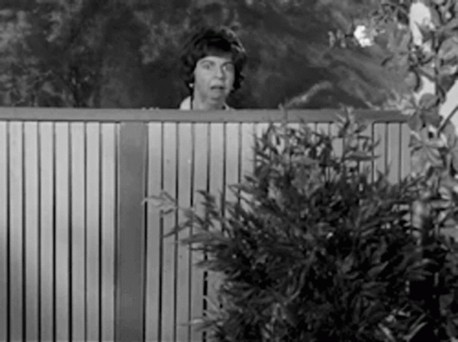 Gladys Kravitz GIF