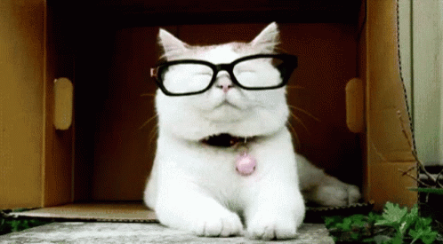Cat Removing Glasses GIF