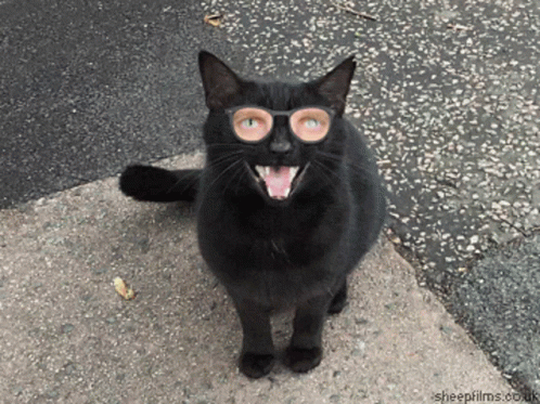 Black Cat Wearing Glasses GIF