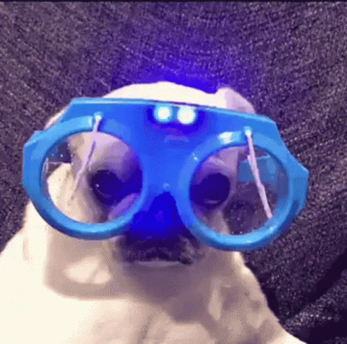 Dog Pug Wearing Cute Glasses GIF