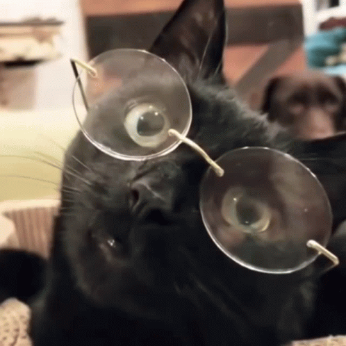 Cat Wide Eyes Glasses GIF