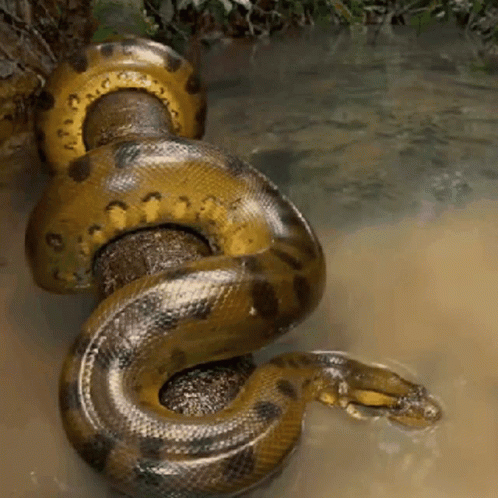 Gleaming Anaconda Snake In Jungle River GIF
