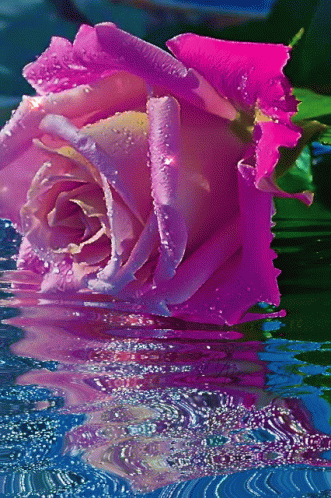 Glittery Pink Roses Water Reflection GIF