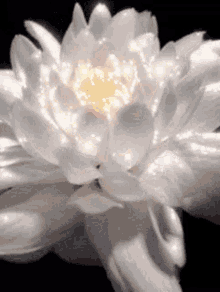 Glowing And Blooming Everlasting Flower GIF