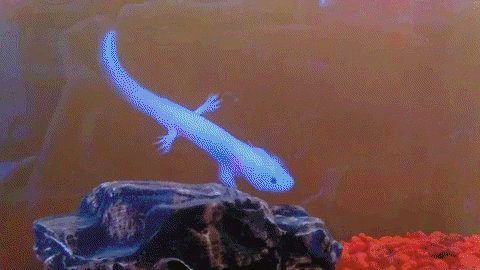 Glowing Axolotl Swimming GIF