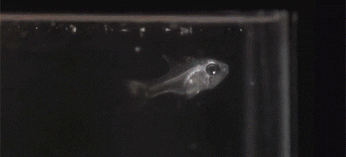 Glowing Fish Meme GIF