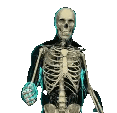 Glowing Skeleton with Skull