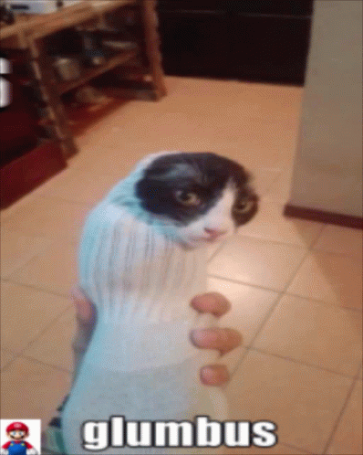 Glumbis Is Awesome Beluga Cat GIF