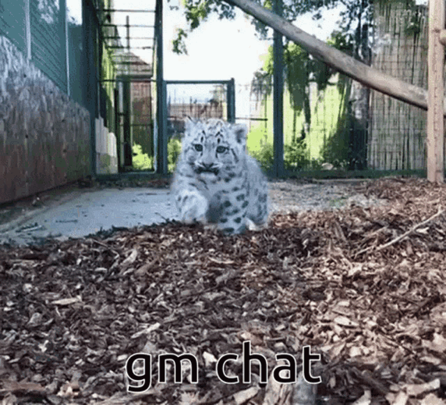 Gm Chat Gif GIF