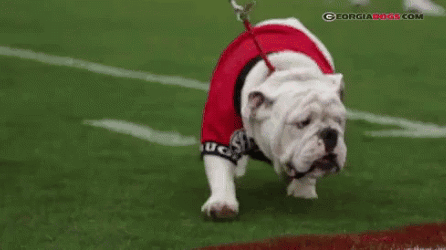 Go Dawgs GIF