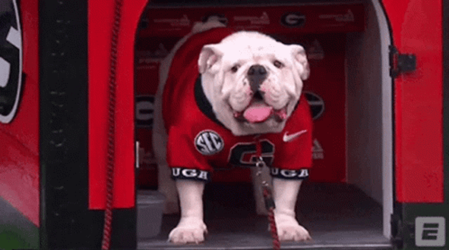 Go Dawgs Cute Bulldog GIF