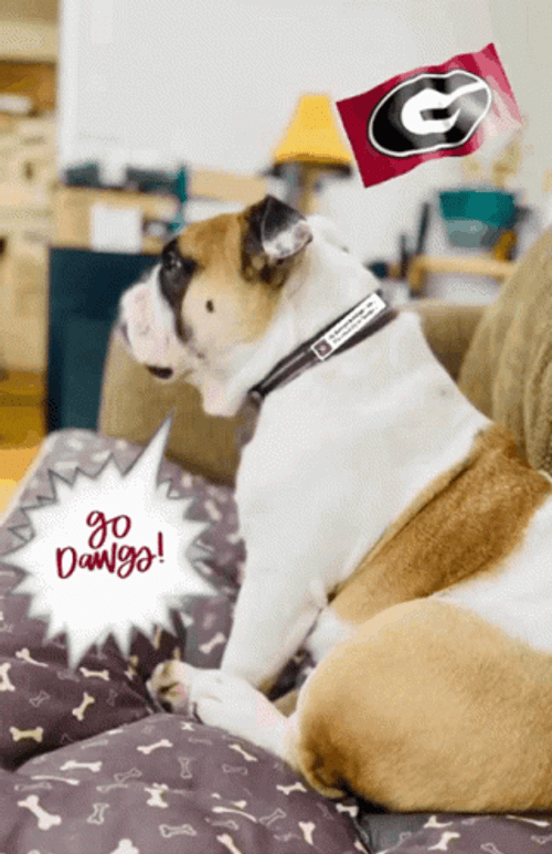 Go Dawgs Sitting Dog GIF
