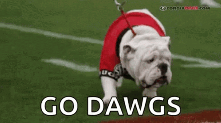 Go Dawgs Walking Bulldog GIF