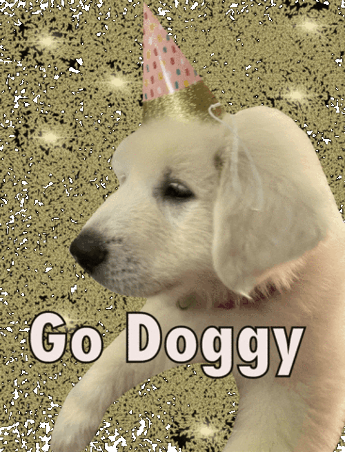 Go Doggy Birthday Celebration GIF