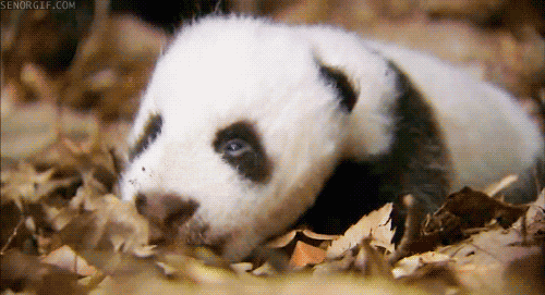 Go Night Night Baby Panda GIF