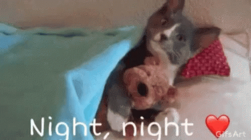 Go Night Night Cat And Stuffed Toy GIF