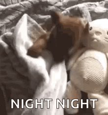 Go Night Night Dog With Stuffed Bunny GIF