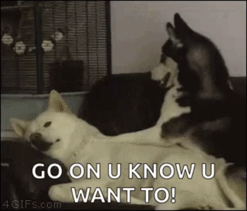 Go On 498 X 426 Gif GIF