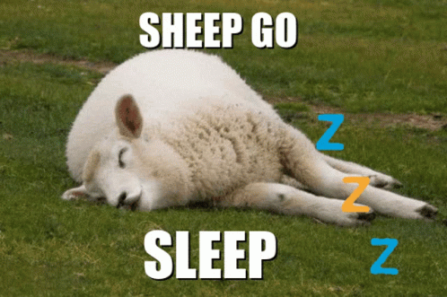 Texel Sheep Go To Sleep GIF