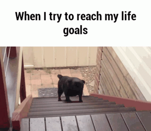 Dog Running On A Moving Stairs Goals GIF