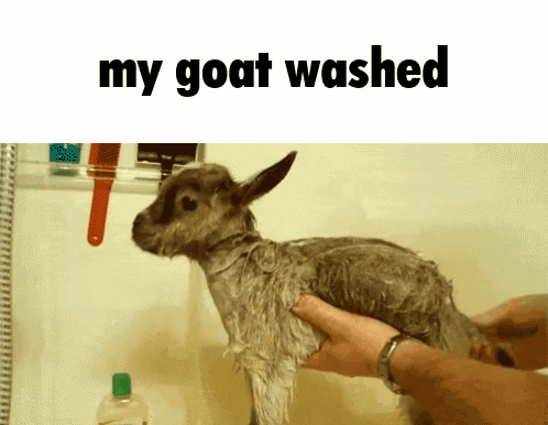 Goat Being Washed With My Goat Washed