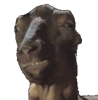 Goat Chewing Sticker GIF