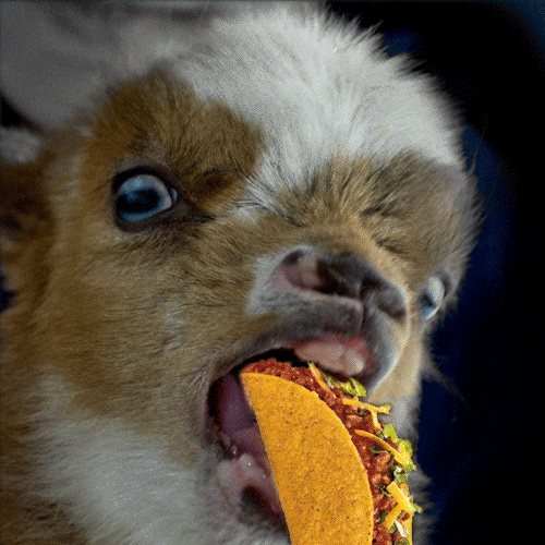 Goat Eating Taco Dirty Taco Tuesday GIF