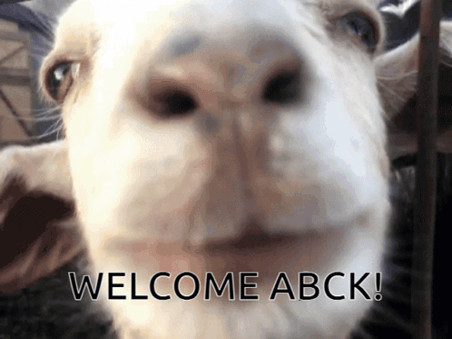 Goat Face With Welcome Back