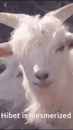Goat Hibet Is Mesmerized GIF