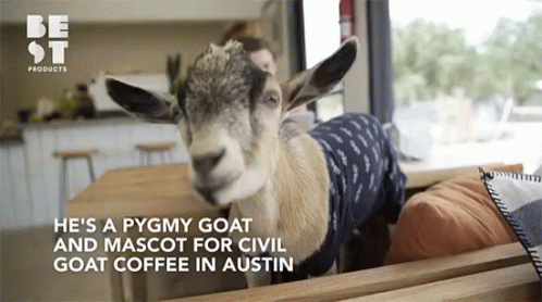 Goat in Blue Shirt Sitting on Couch Be St Sign