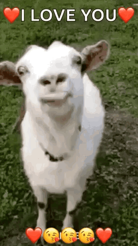 Goat in Grass With Hearts Saying I Love You